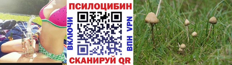 Псилоцибиновые грибы Cubensis  где найти   Севск 